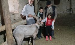 Yaralı halde buldukları dağ keçisine ‘Garip’ adını verdiler