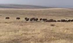 Malazgirt'te domuz sürüsü görüntülendi