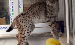 Yolunu şaşıran vaşak Torul ilçe merkezine indi