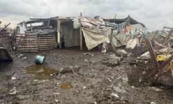 Avcılar'da başıboş köpekler koyun sürüsüne saldırdı: 10 hayvan telef oldu