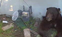 ABD'de bir garip olay! Evinin altından 200 kiloluk ayı çıktı