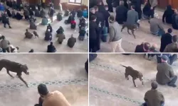 Camiye giren pitbull paniğe neden oldu: Sahibi hakkında işlem