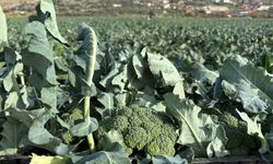 İzmir'in verimli tarım arazilerinde 'yeşil altın' hasadı