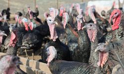 Yurtdışından dönüp, memleketine çiftlik kurdu