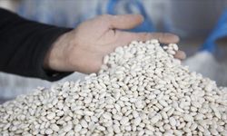 DMM'den kuru fasulye krizi iddialarına yalanlama