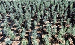 Gabar’da yeşil hamle: Petrol sahasında fidan seferberliği başladı