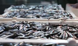 Hamsi balıkçıların yüzünü güldürdü