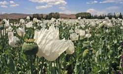 BM: Myanmar'da haşhaş yetiştiriciliği son 10 yılın en yüksek seviyesinde