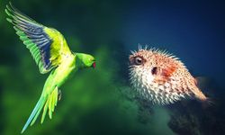 Sessiz tehdit: Türkiye’de 177 istilacı tür ekosistemi zorluyor