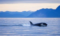 Balinalarının nefesinde ölümcül bir virüs tespit edildi