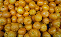 Mandalina ihracında rekor!