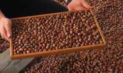 Trabzon’dan 11 ayda 523 milyon dolarlık fındık ihracatı