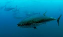 Bakan Yumaklı duyurdu! Mavi yüzgeçli orkinos kotası 3 bin 95 tona yükseldi