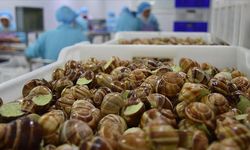 Fransa’da çiftlikten 90 bin euroluk salyangoz çalındı