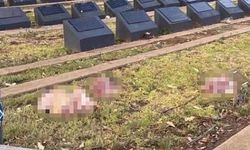 Sydney’de Müslüman mezarlığına çirkin saldırı