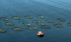 Bakan Yumaklı açıkladı! Türkiye, Akdeniz ve Karadeniz balıkçılığında lider