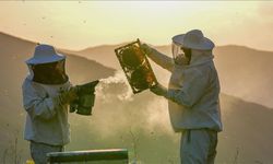 Kışlama hataları arı ölümlerini artırıyor