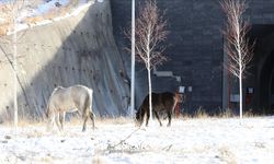 Aşık Şenlik Tüneli girişinde yılkı atları
