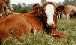Tabii tohumlama boğalarına izin ve denetim şartı