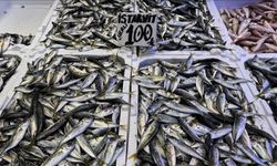 Karadeniz tezgahlarında balık bereketi: Hamsi 100–150 liradan satılıyor
