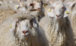 Resmi Gazete yayımladı: Tiftik, sözleşmeli üretim kapsamına alındı