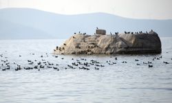 Yağışlar Bafa Gölü'ne nefes oldu: Doğal yaşam yeniden canlandı