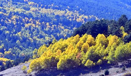 Sarıkamış, sonbahar renklerine büründü