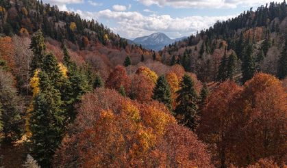 Adana’daki Yirce Kayın Ormanları sonbaharda renk cümbüşüne dönüştü