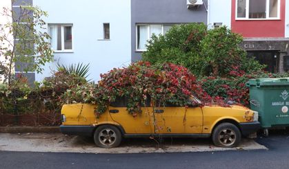 İzmir'de 8 yıldır park halindeki otomobili sarmaşıklar sardı