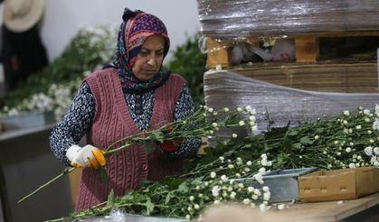 Çiçek ihracatında çeşitlilik arttı