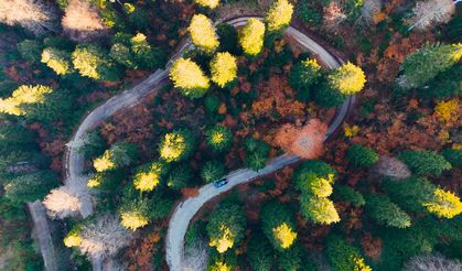 Gümüşhane'nin "Doğal Ağaç Müzesi" ziyaretçi akınına uğruyor