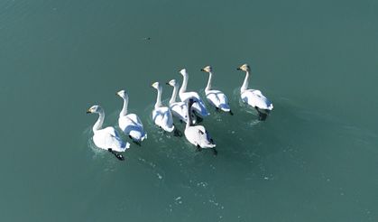 Süphan Dağı manzarasında kuğu dansı