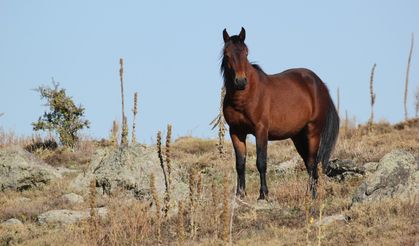 Bulutların dansı ve yılkı atları dron ile görüntülendi