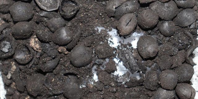 Kütahya'da 4 bin 200 yıllık fındık kalıntıları ve mermer idoller bulundu