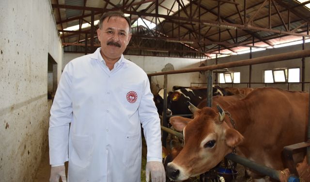 Trabzon'da 80 bin büyükbaş hayvan şap hastalığına karşı aşılanacak