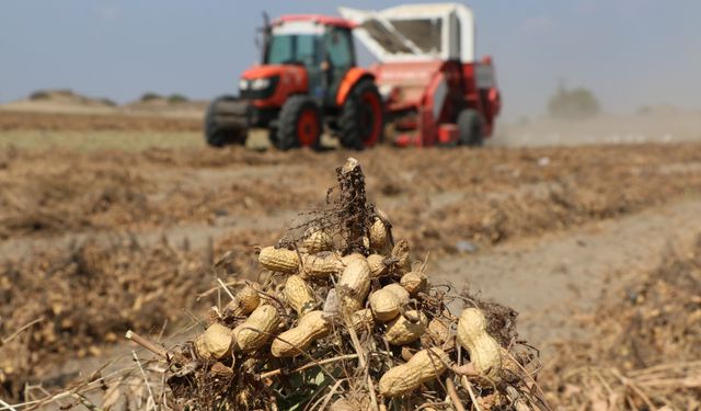 Adana'da yer fıstığı hasadı sürüyor