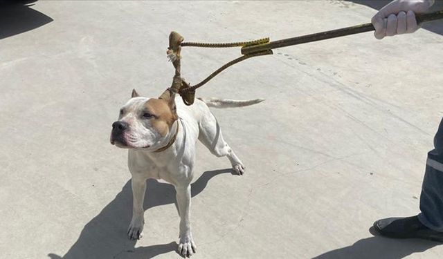 İngiltere'de "American Bully XL" cinsi köpekler yasaklanacak