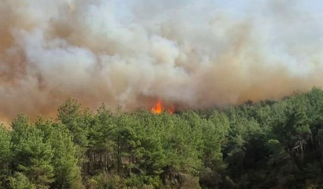 Rize'de ormanlık alanda çıkan yangına müdahale ediliyor
