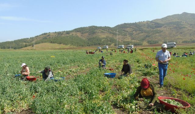Gaziantep'te 10 bin dönümde bezelye hasadı başladı