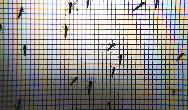 Ege ve Akdeniz'de sivrisinek yoğunluğu azalabilir