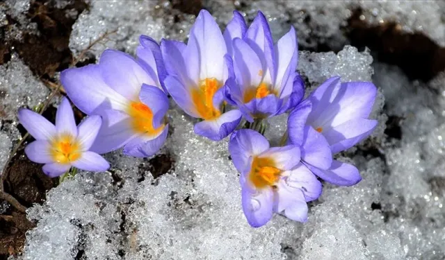 Kars'ta "baharın müjdecisi" çiçekler açmaya başladı