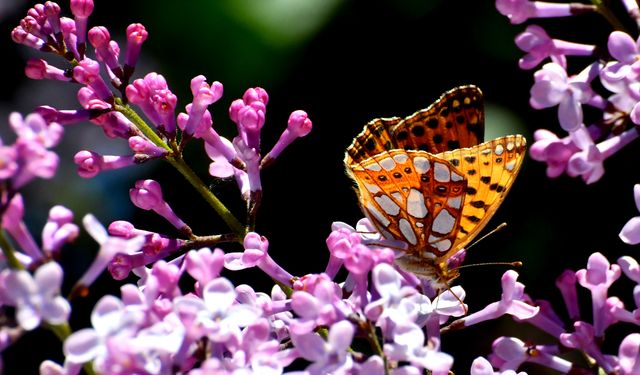Çiçeklere konan rengarenk kelebekler Sarıkamış'ın doğasını süslüyor