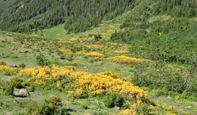 Kaçkar Dağları'nda endemik bitki türleri çiçek açtı