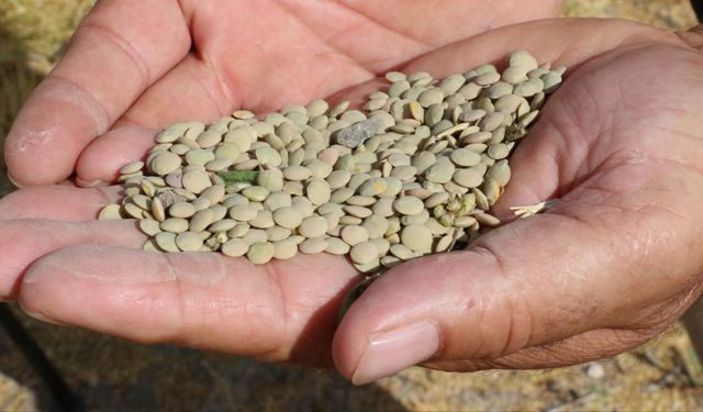 Yozgat'ta yerli tohum yeşil mercimek hasat edildi