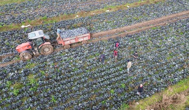 Bafra Ovası'nda kırmızı lahanada 130 bin ton rekolte bekleniyor