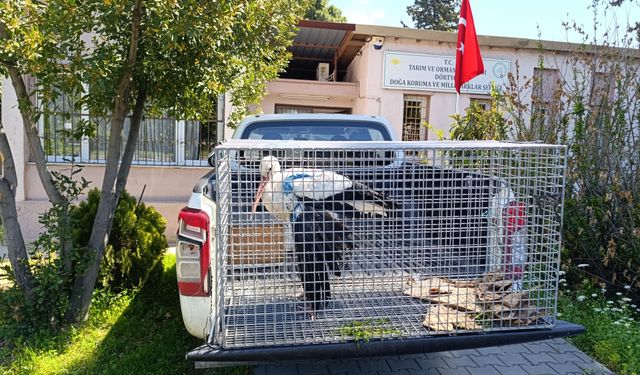 Hatay'da bulunan yaralı leylek tedaviye alındı