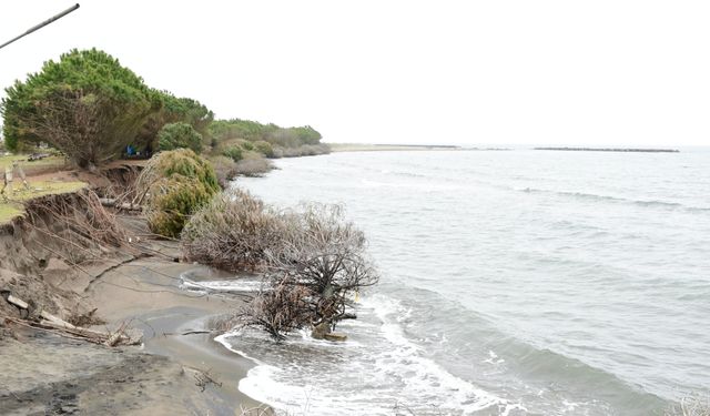 Terme Ovası'nda kıyı erozyonu ağaçları devirdi