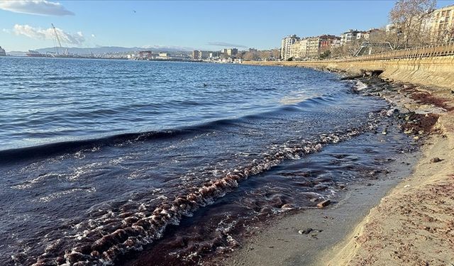 Tekirdağ Sahilinde Kırmızı Yosunlar Görüldü: Uzmanlardan “Endişeye Gerek Yok” Açıklaması