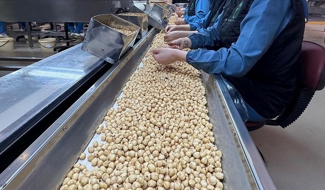 Fındık üreticilerine bol ve kaliteli ürün için "dengeli gübreleme yapın" önerisi