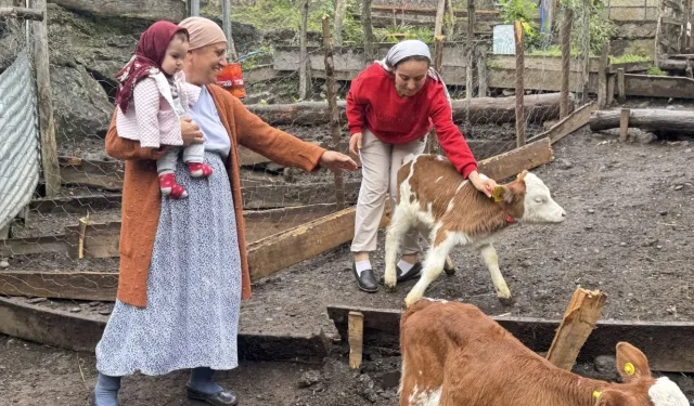 Artvinli besiciye dördüz buzağı sürprizi